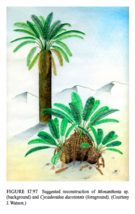 rekonstrukcja palmy