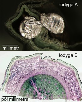 Anatomia łodygi dekoracji (A) i rocznej sosny zwyczajnej z lasu (B)