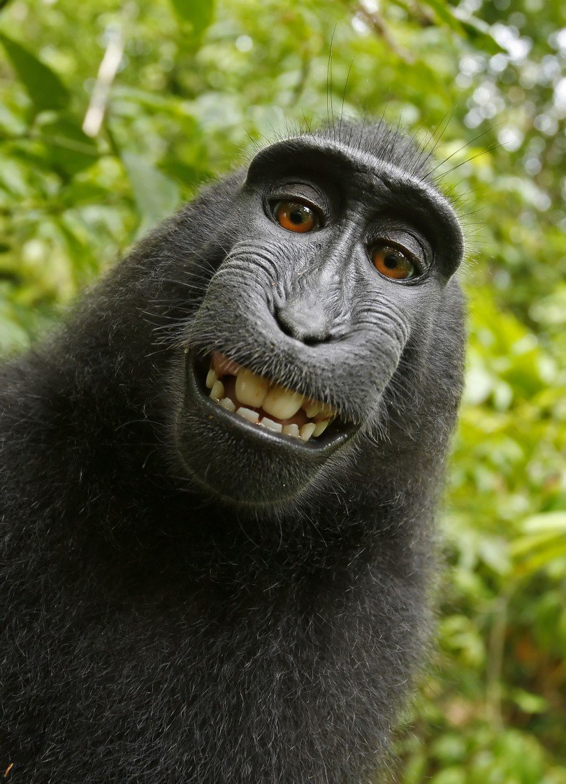 Samica makaka robiąca sobie selfie, 2011 / domena publiczna, Wikimedia Commons