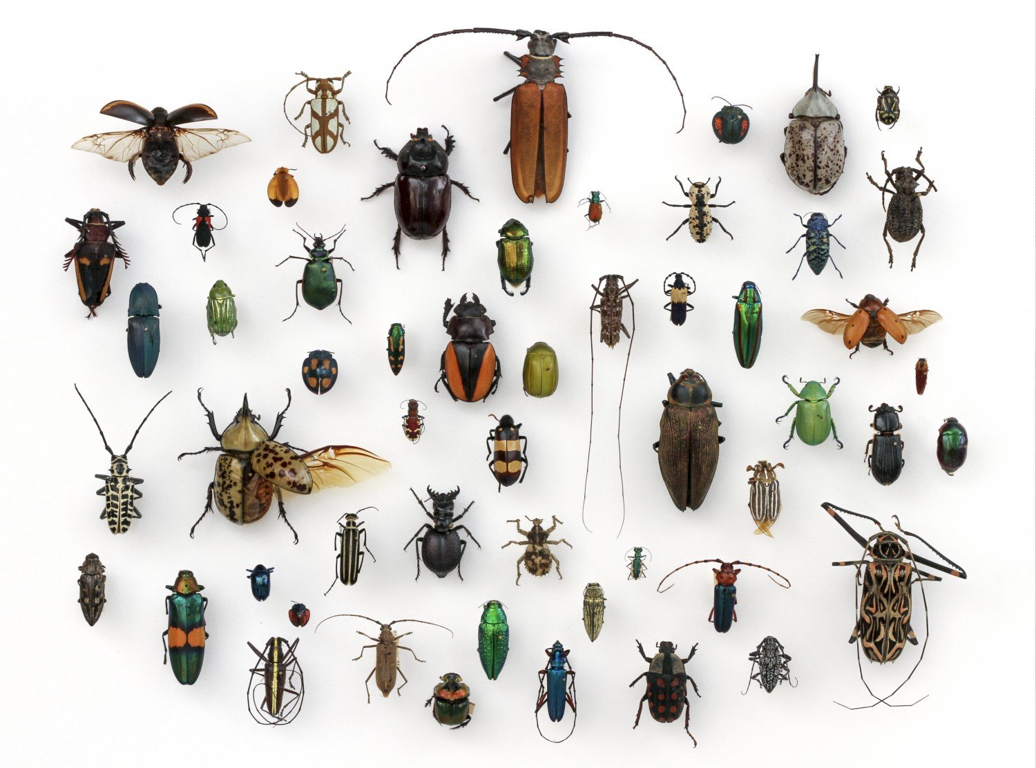 Kolekcja owadów / fot. Insects Unlocked, University of Texas