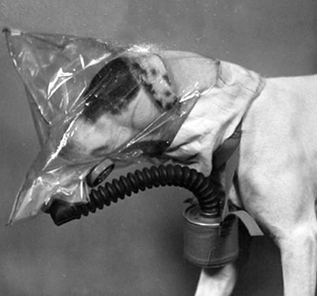 Pies w prototypie maski gazowej