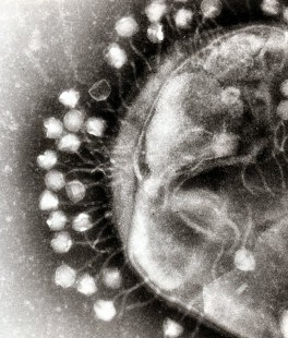Bakteriofagi na komórce bakterii