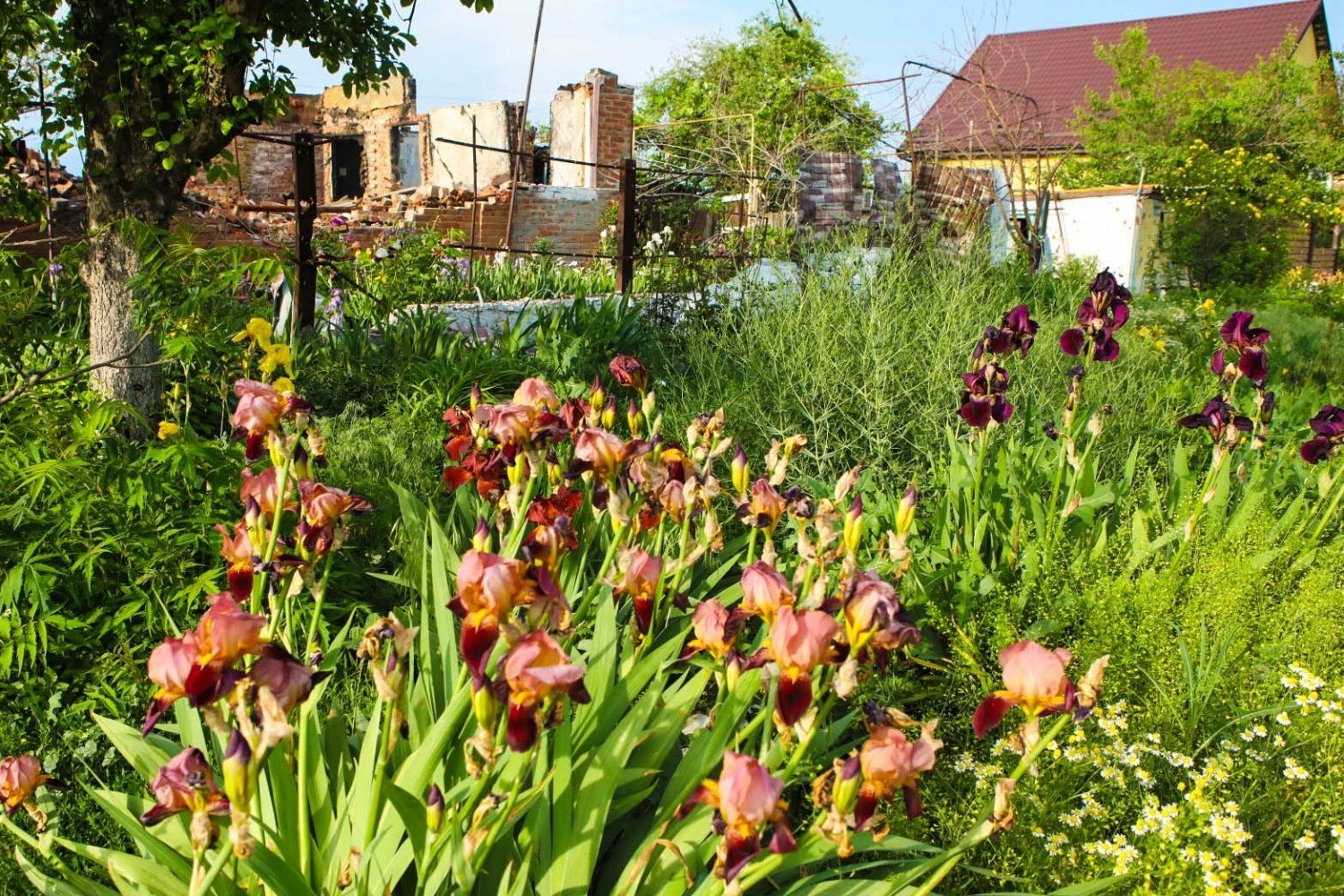 Квіти в розбомбленому селі на Харківщині. Фото Леоніда Логвиненка