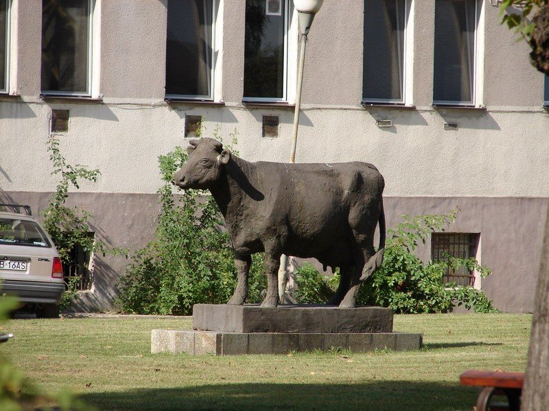 Pomnik krowy w Starym Polu / fot.Bartol, CC BY-SA 3.0