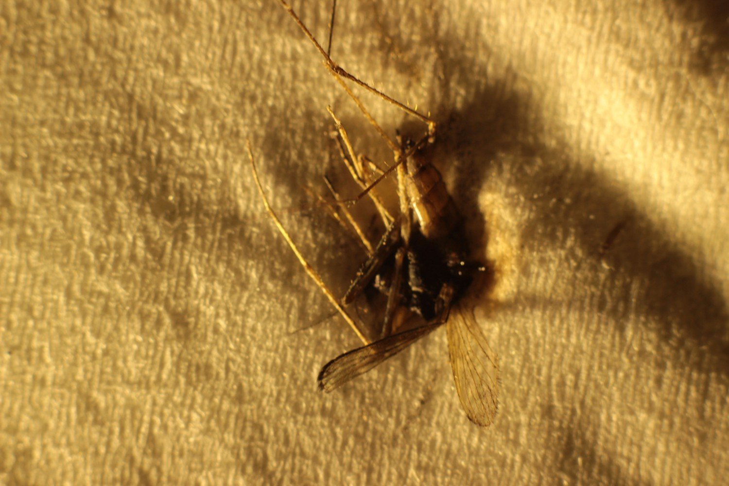 Martwy komar / fot. Karolina Iwaszkiewicz